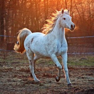 Symptomer på halthed + behandling af din hest